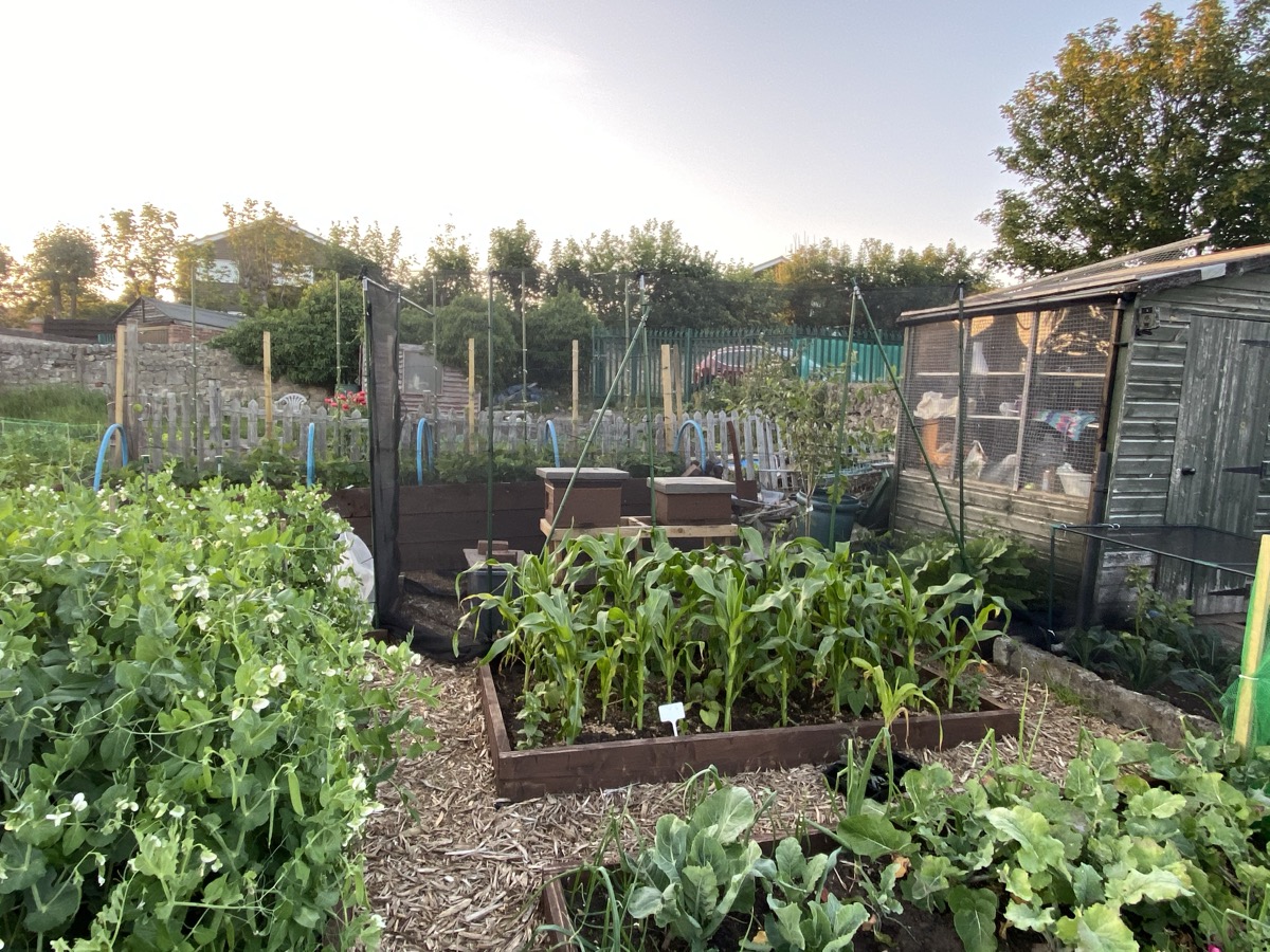 Raised beds on Tony's allotment in evening light