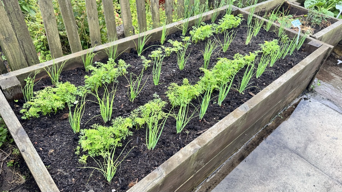 Seedlings in a raised bed