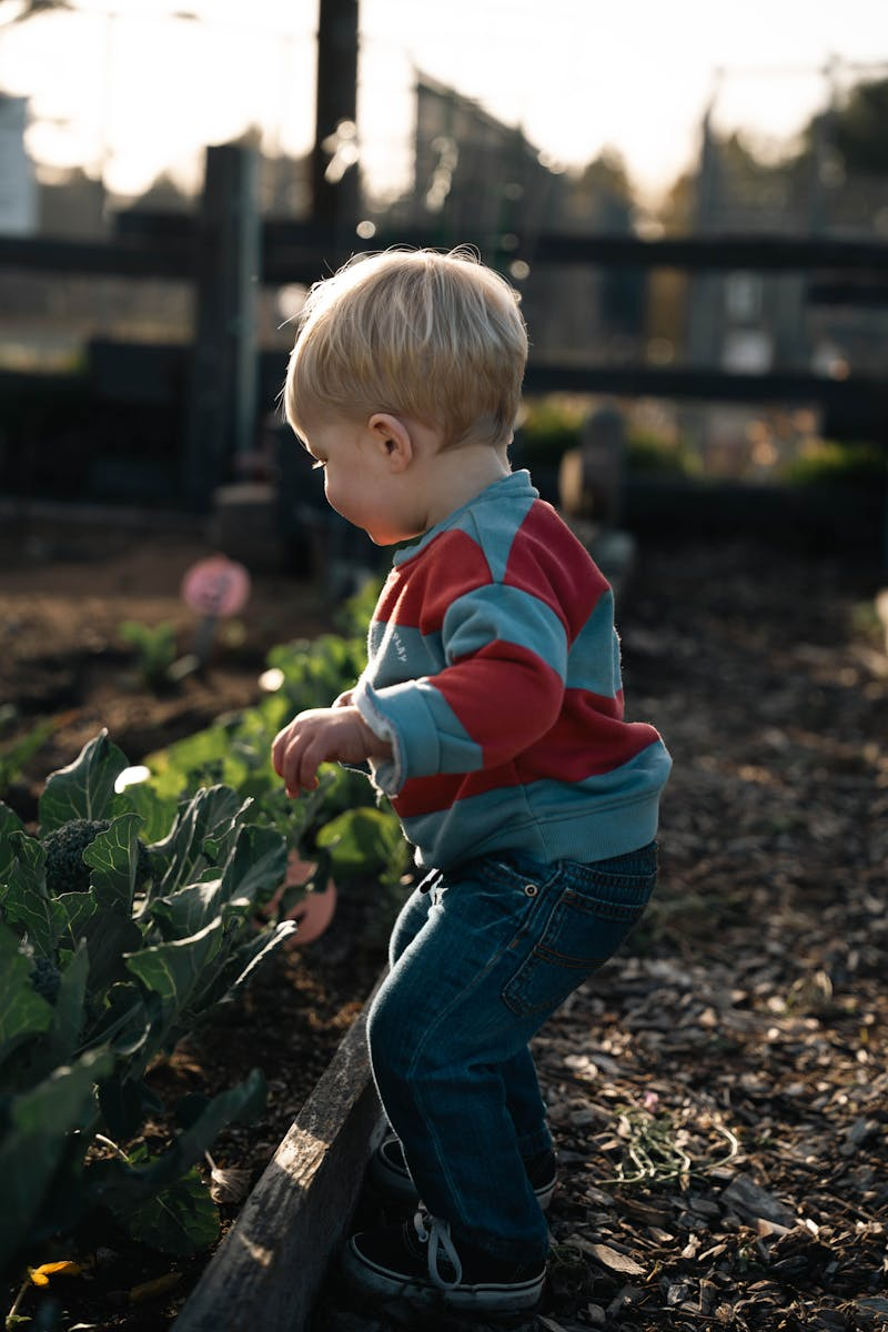 Frost-covered allotment garden in early morning light